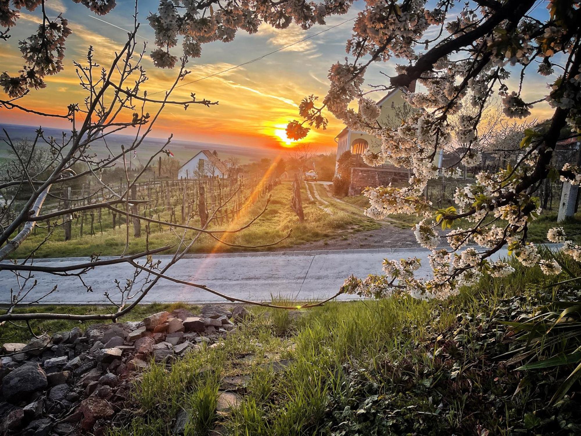 Somlo Wineshop Guesthouse Somlovasarhely Buitenkant foto