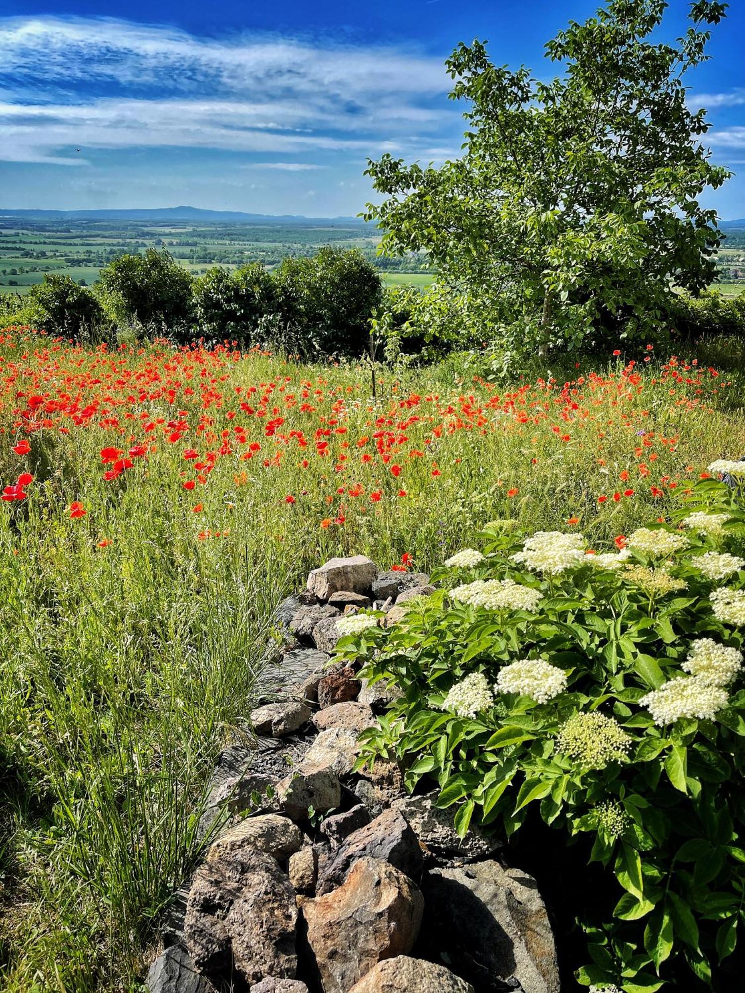 Somlo Wineshop Guesthouse Somlovasarhely Buitenkant foto