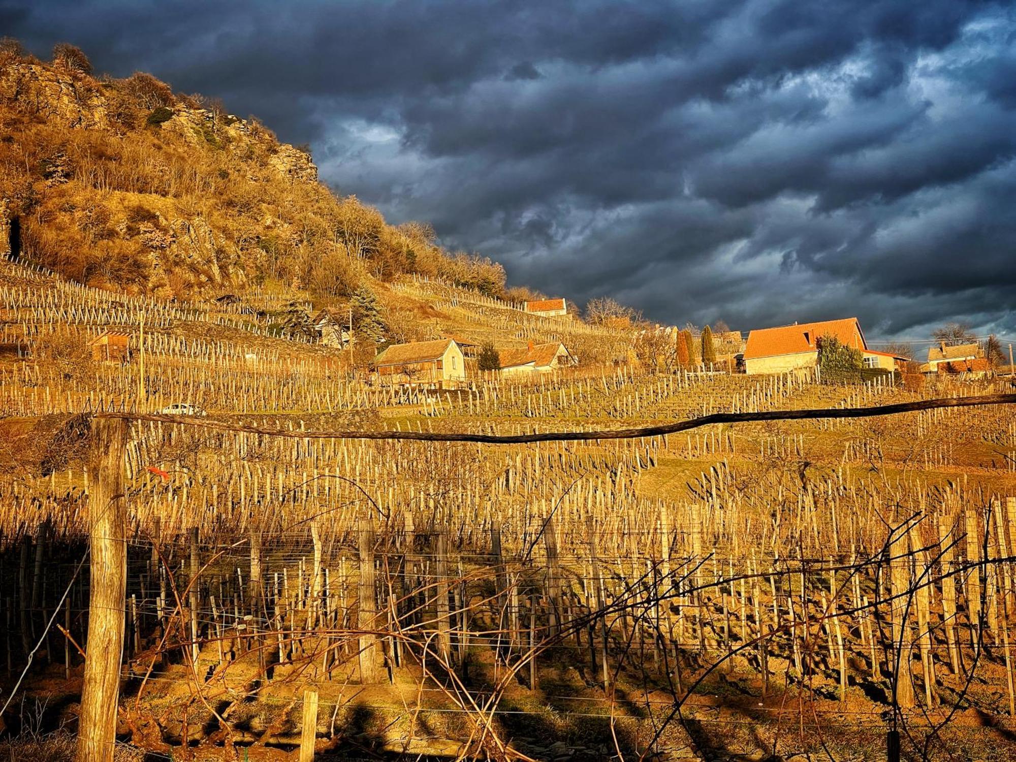 Somlo Wineshop Guesthouse Somlovasarhely Buitenkant foto