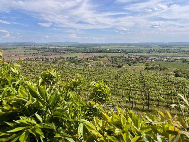 Somlo Wineshop Guesthouse Somlovasarhely Buitenkant foto